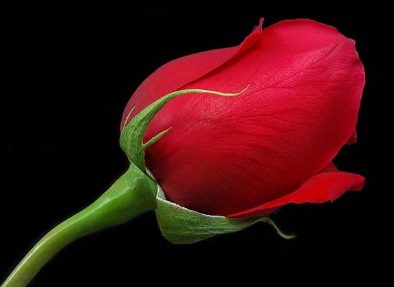 red rose6 Nusaibah binti Kaab: Srikandi Penolong Rasulullah